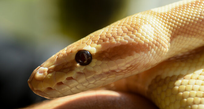 portrait of a yellow python close-up