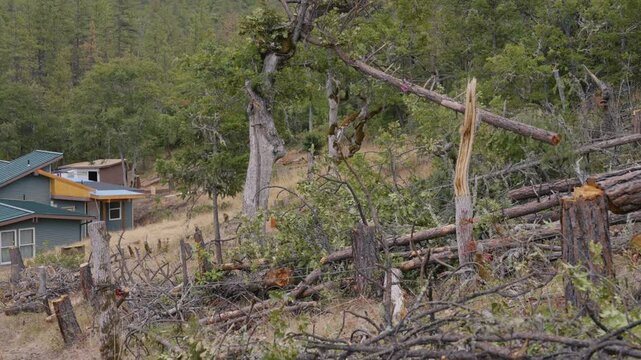 Tree Felling Cutting and Falling Logging