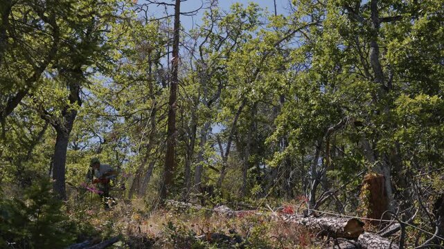Tree Felling Cutting and Falling Logging