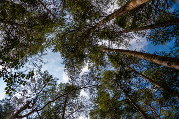 Forest trees. Nature green wood sunlight backgrounds. Travel concept. High quality photo.