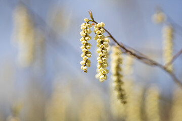 春を告げるキブシの花