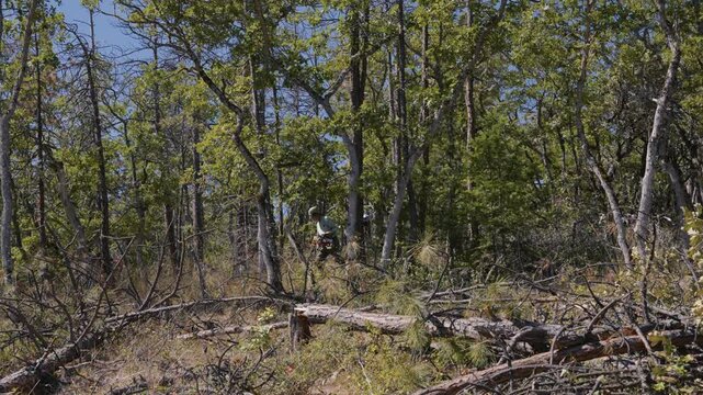 Tree Felling Cutting and Falling Logging
