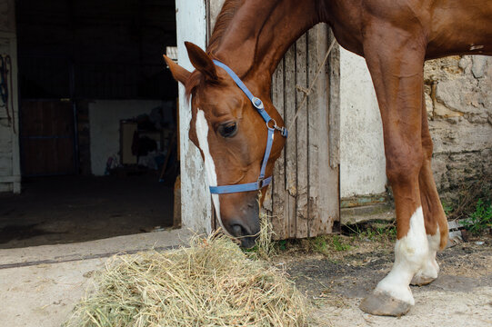 brown horse eats hay - Powered by Adobe
