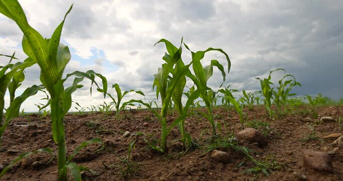 cornfield in cloudy weather after rain, wet dirty corn in the ground after a thunderstorm with rain