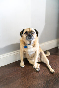 Mixed breed dog pug