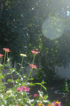 Hummingbird moth collecting pollen
