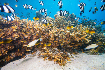 Scuba diving with coral reef fish schooling above healthy coral reef in the south Pacific