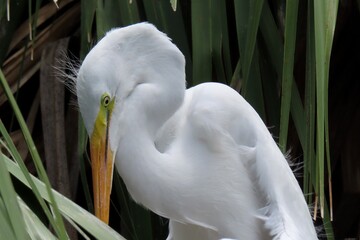 White snowy heron in the nest in Florida zoological garden, closeup