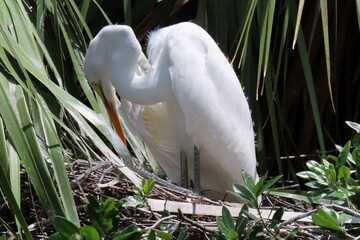 White snowy heron in the nest in Florida zoological garden, closeup