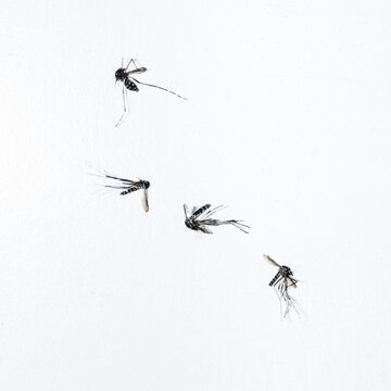 Dead Mosquitoes on White Background