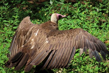 Brown american vulture in Florida wild, closeup
