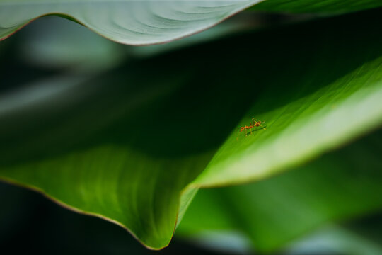 Red Ant on Large Green Leaf