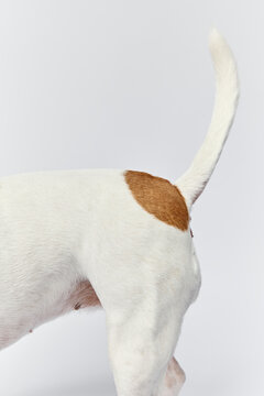 a small terrier dog's tail and butt