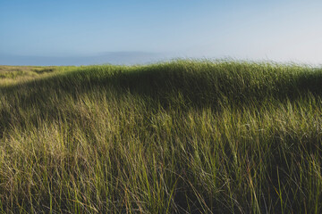 Field of wild sea grasses at dusk
