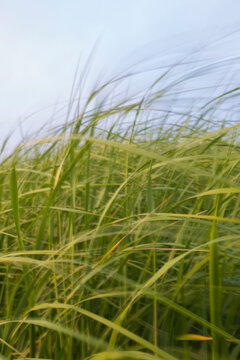 Windswept sea grasses