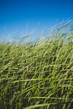 Windswept sea grasses
