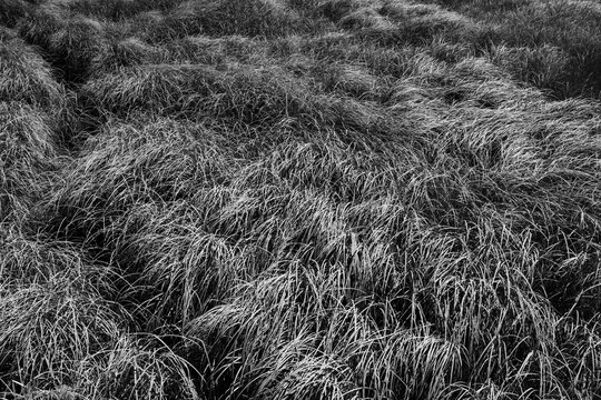 Windswept intertidal grasses