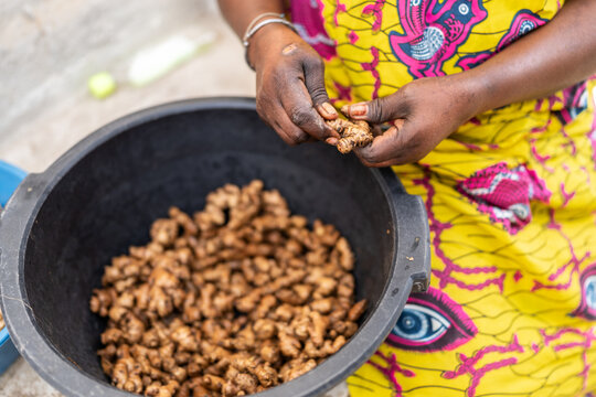 Senegalese woman sorting fresh ginger root in a bucket