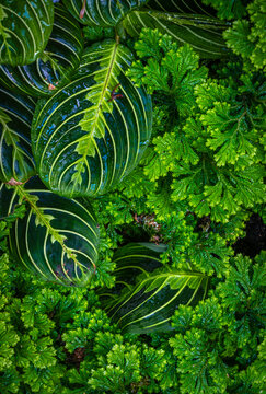 Prayer Plant (Maranta Leuconeura) and White Tip Spike Moss