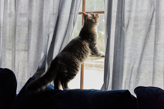 Cute cat hanging out near window