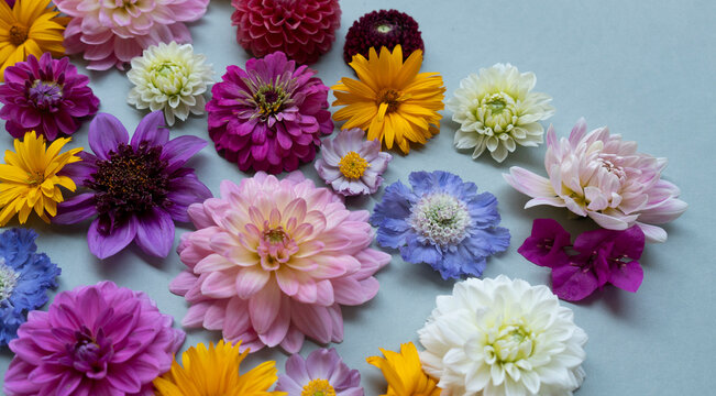 Close up on dahlias and zinnias
