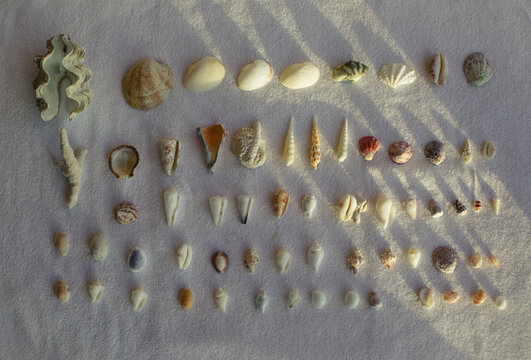 Coastal Shell Collection