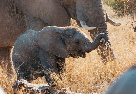 Excitable and cute baby elephant in the wild