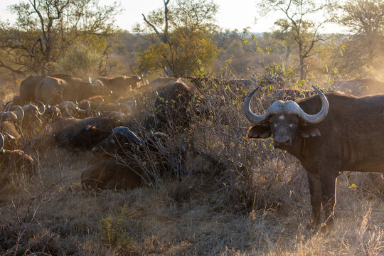 A herd of cape buffalo