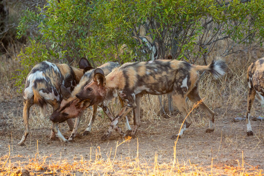 A pack of African Hunting Dogs