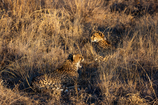 Mother and yawning juvenile male cheetah relaxing in the grass