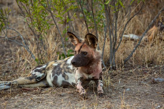 African Hunting Dog with blood around his face after a kill