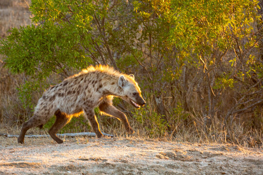 Sunlit spotted hyena