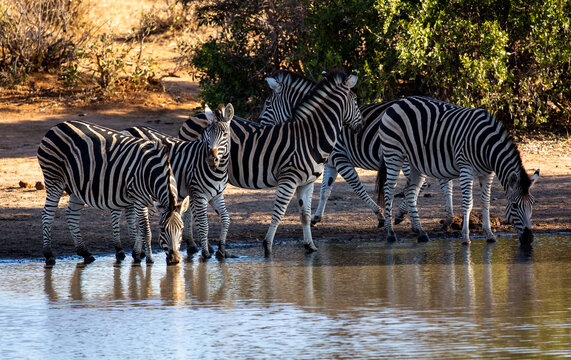 Wild Zebra drinking from a watering hole