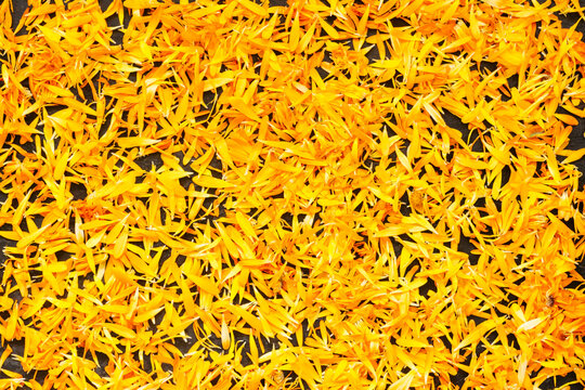 Calendula petals