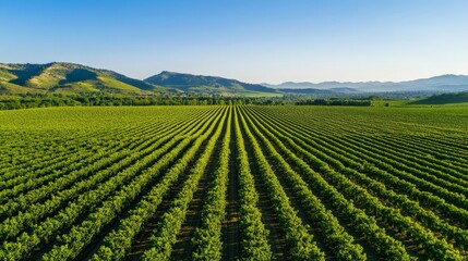 Aerial view of lush green vineyard rows stretching across a serene landscape with rolling hills and clear blue sky in the background.