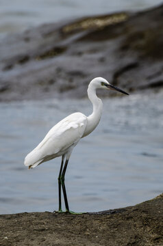 Little egret at the coast