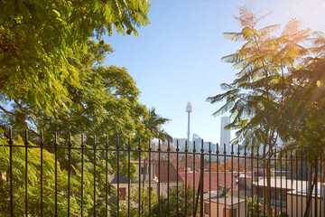 Sydney Skyline Through Trees