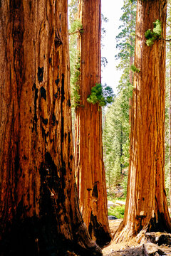 sequoia forest