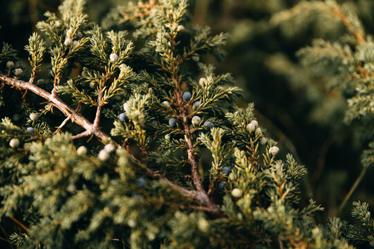 Wild Juniper Berries in Finnish Lapland