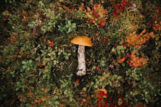 Boletus Mushroom in Forest Setting