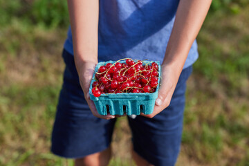 Little boy holding cart of red currants