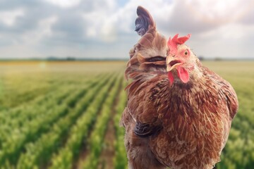 brown chicken hen for farmers concept
