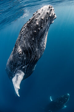 Humpback whale&rsquo;s face