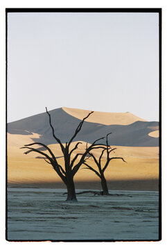 Deadvlei landscape