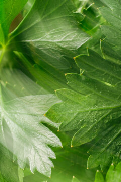 Fresh parsley herbs