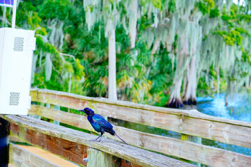 circle b bar reserve and lake hancock in lakeland FL