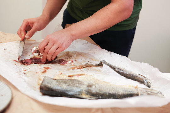 Fisherman evicting red flesh fish for traditional Russian recipe. 