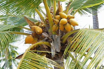 Coconuts in palm tree
