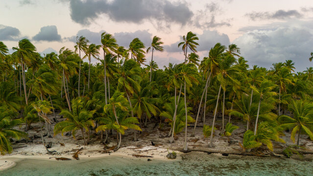 Lush vibrant green palm trees on the shore of tropical island Taha'a in French Polynesia near Bora Bora. The sandy beach is next to a coral reef for a healthy ecosystem in the azure salt water ocean. 