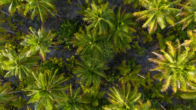 Aerial view of tropical island palm trees on the tropical island Taha'a in French Polynesia. 